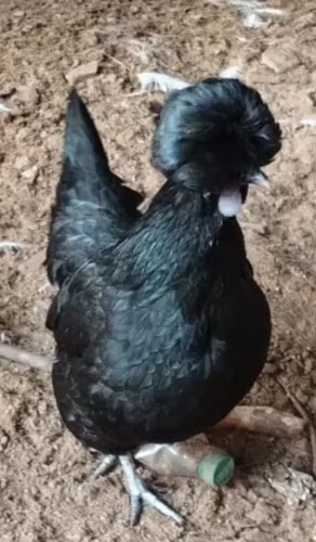 GALINHA POLONESA
