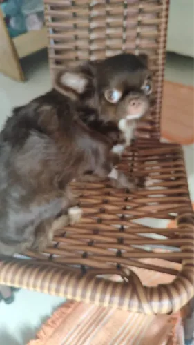 Chihuahua fêmea castrada 1 ano e 4 meses