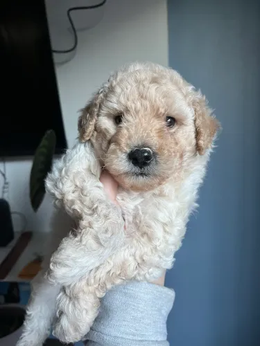 Poodle Macho Toy