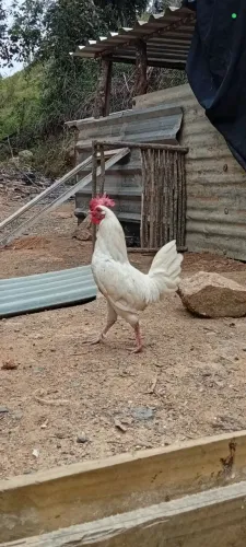 Galo