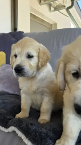 Golden Retriever dourados - Uma Escolha Especial Começa com Procedência e Confiança