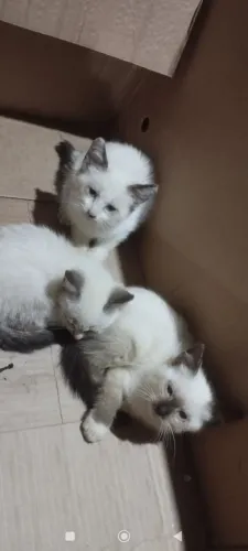 Gatinhas para adoção responsável ?