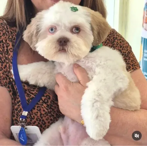 Shihtzu R$ 500,00