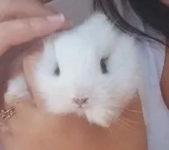 ? coelho 