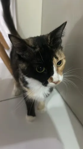 Gato adoção