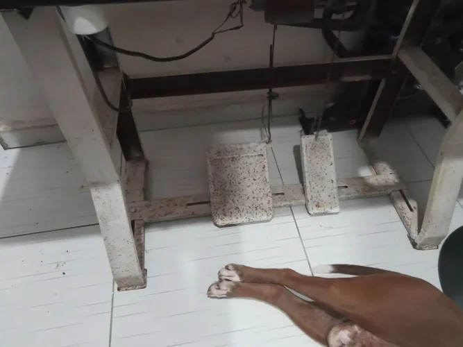 2 máquina de costura reta, overloque 