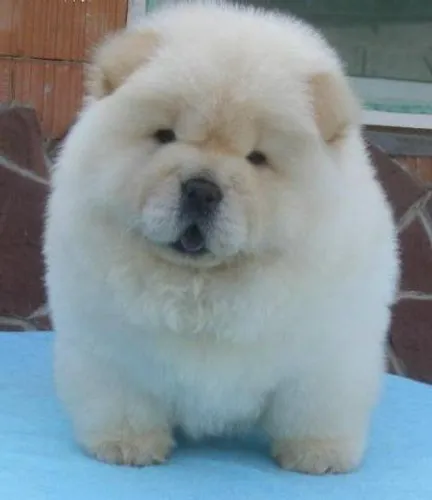 Chow chow americano um leãozinho perfeito pra vc