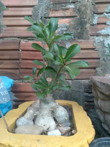 Rosa do Deserto no vaso