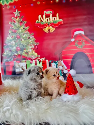 Filhotes de British Shorthair