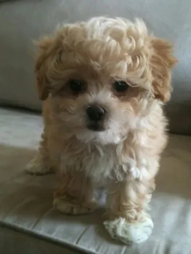 poodle filhotes com procedencia 
