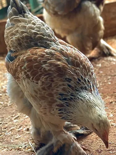 Galinha ornamental-Brahma