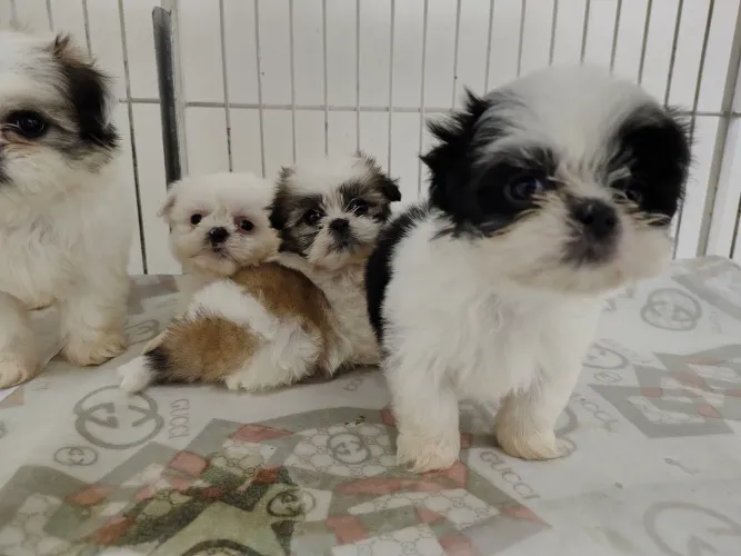 Cuidado!!!! Você pode Se apaixonar pelos nossos Filhotes! Peça fotos e Videos, via Whats