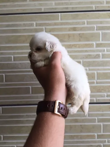 Malês- Prontos para o Novo Lar - Filhotes Saudáveis e Amorosos!