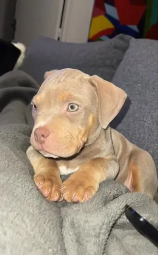 Filhote de Pitbull olhando para o lado 