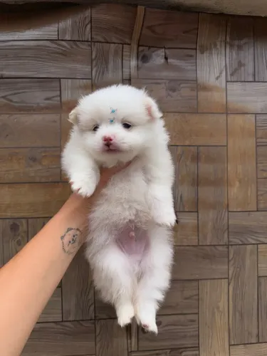 Filhote de Lulu da pomerania filhote