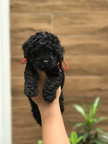 Poodle toy femea black