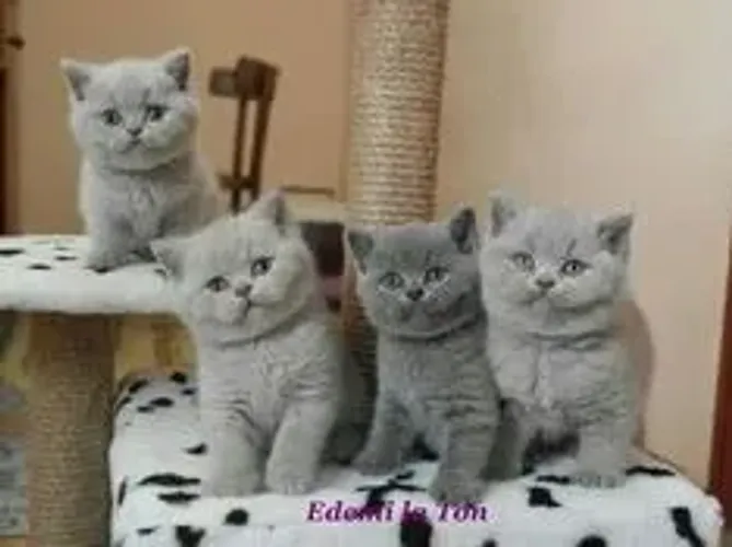 British Shorthair Disponível