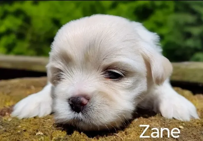  Seu Lhasa Apso fêmea está Aqui - Filhote Saudável com Tudo Incluso e Suporte Total