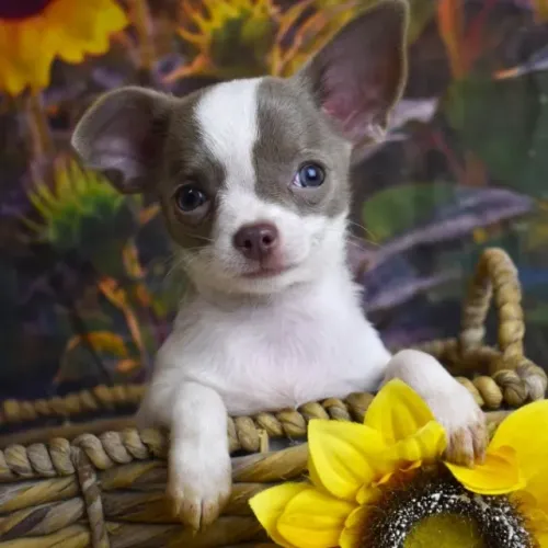 MACHOS - PROMOÇÃO ESPECIAL !Chihuahua Estrutura Mini - Ambiente familiar