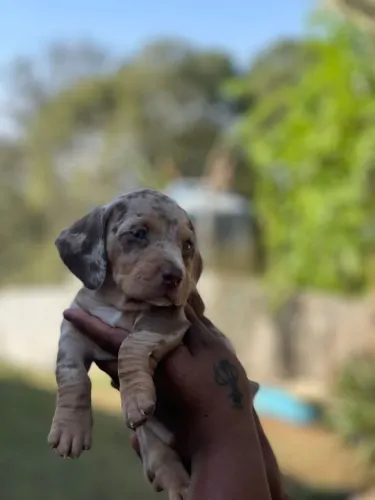 Teckel Arlequim Filhotes coração saltitante 