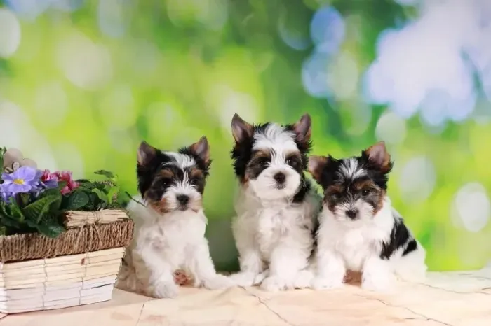 Biewer Terrier Fêmea Tricolor Perfeita para Quem Ama Cães Pequenos