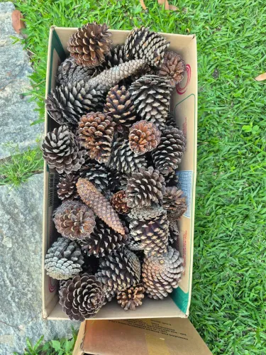 Pinha Natural
