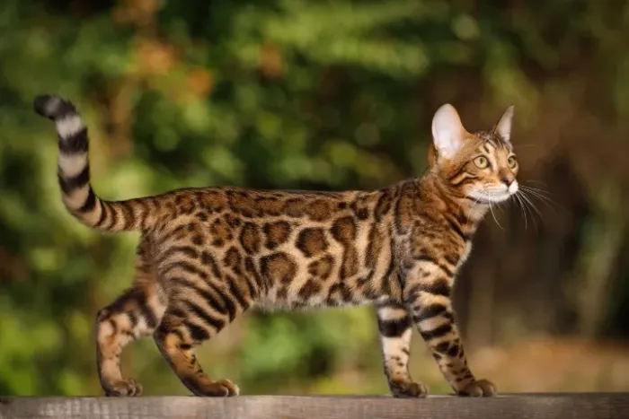 Filhotes de Gato Bengal