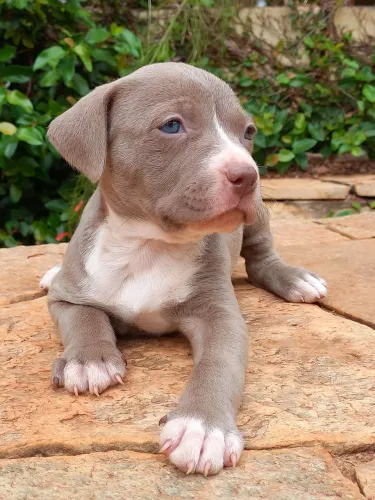 Lindas filhotes de Pitbull