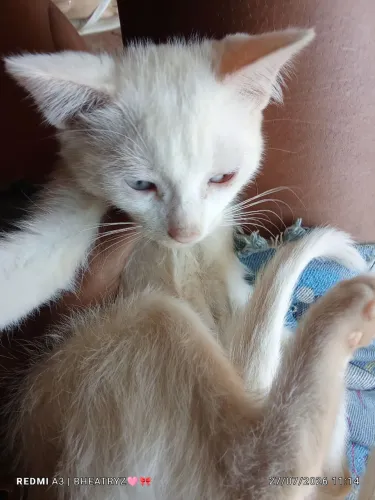Filhotes para doação 