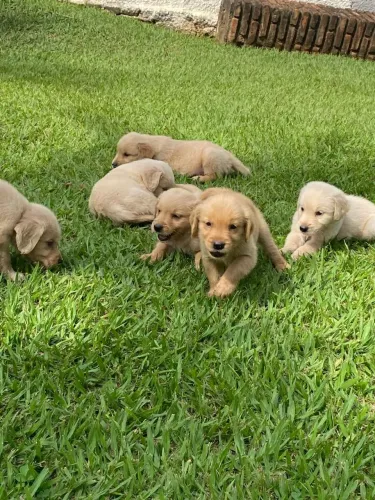 Golden Retriever filhotes