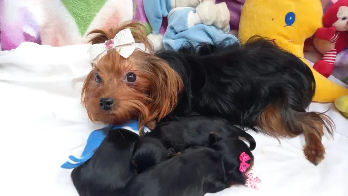 Yorkshire Terrier fêmea e macho, com pedigree em 10x no cartão.