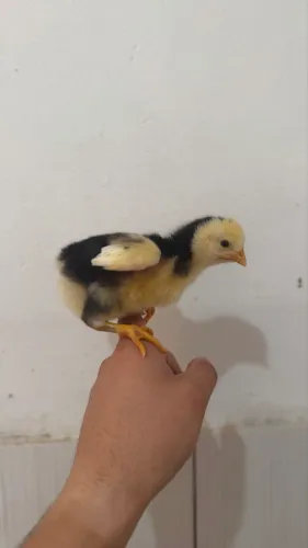 PINTINHOS GSB (Galinha balão)