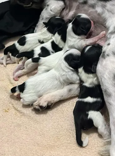  filhotes de shih Tzu  puro para venda 