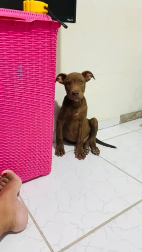 Pitbull Apbt Macho