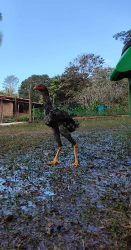 Frangotes de ìndio Gigante/ Pintinhos sob encomenda.