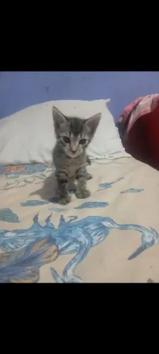 Gatos para adoção