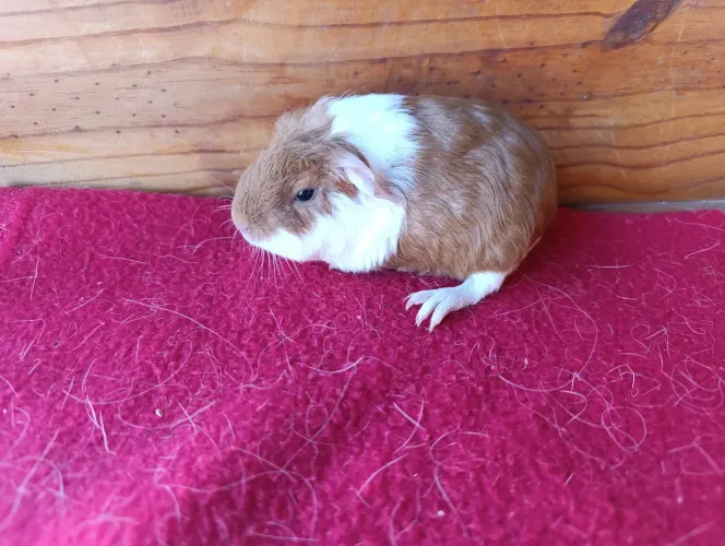 Porquinhos da Índia!
