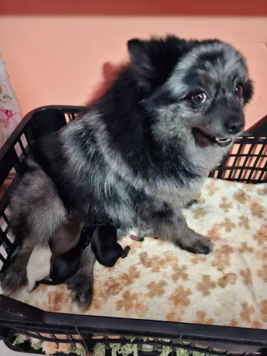 Cachorro spitz alemão