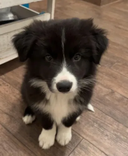 Filhotes de Border Collie | Felicidade compartilhada diariamente.