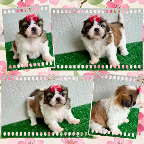 !!! Miniaturas !!! Shihtzu fêmea e macho 
