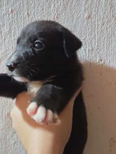 Doação cachorrinhos Faço entrega vira lata