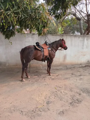 Olá! Estou vendendo um lindo cavalo Quarto de Milha, muito bem cuidado