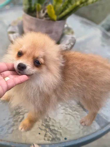 Spitz alemão,