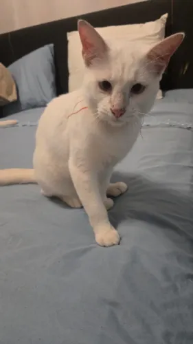 Doação de gato