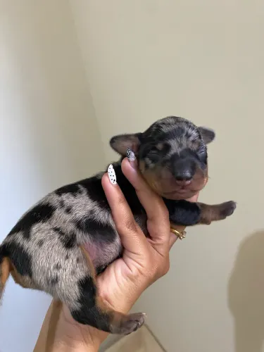 Filhote de dachshund (salsicha mofado)