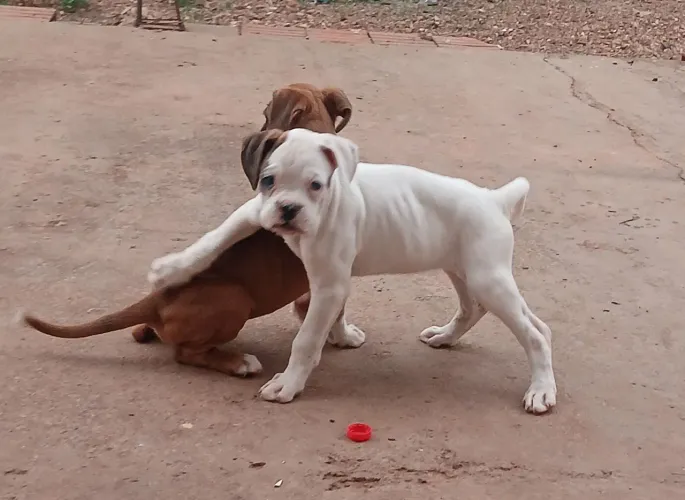 Femia branca de boxer disponível pra venda.