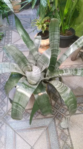Bromelia