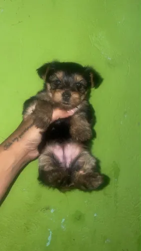 Vendo cachorro macho Yorkshire