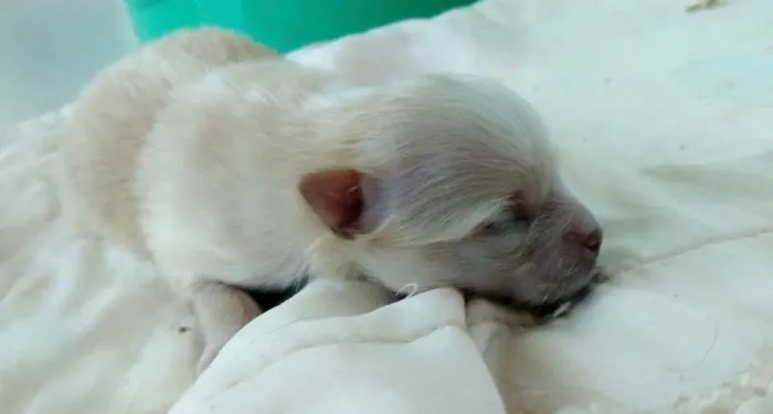 Doar-se filhote de Lulu da Pomerânia