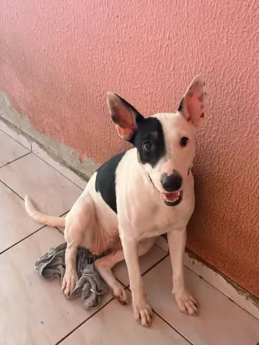 Bull terrier